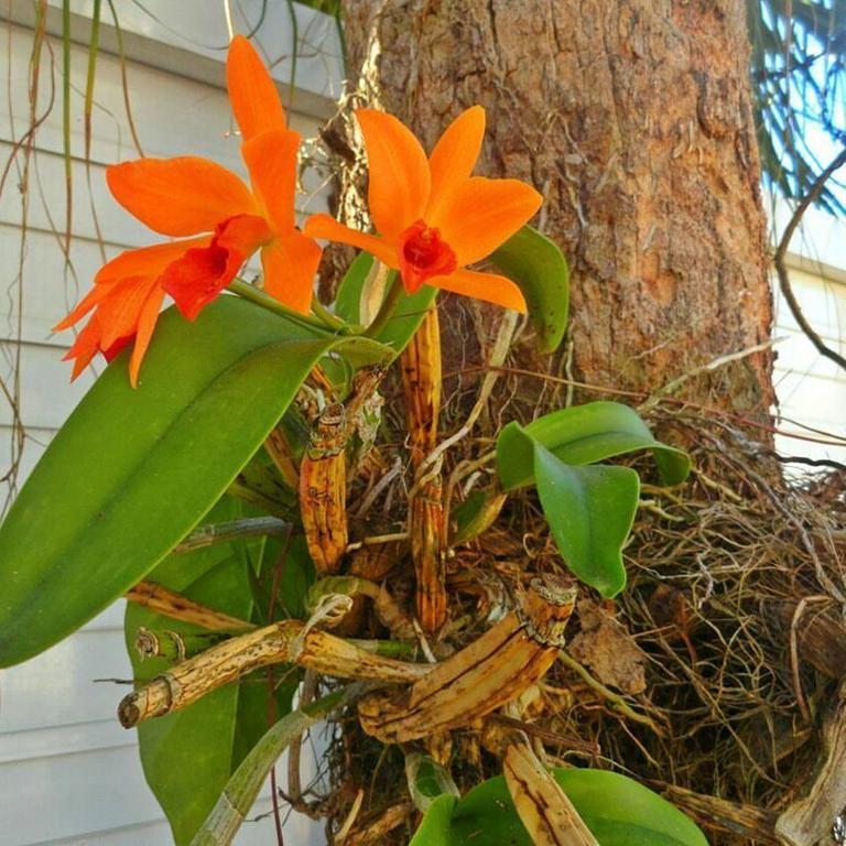 Pousada Orquideas Guarujá Buitenkant foto